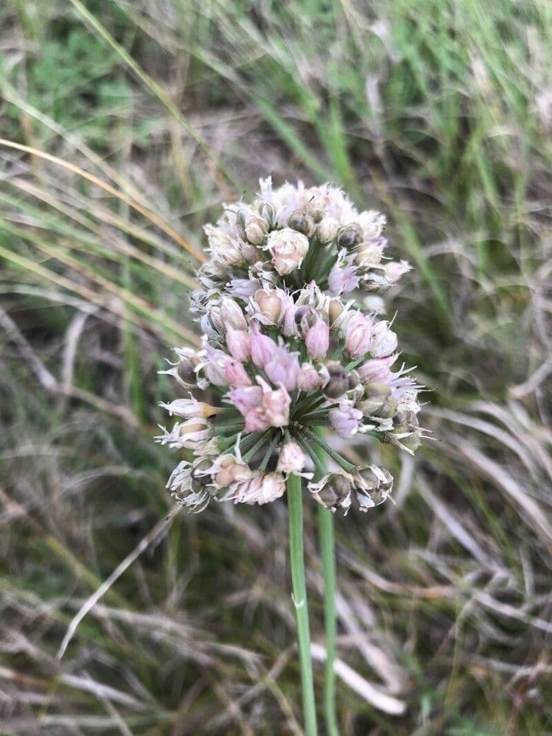 Allium suaveolens 10