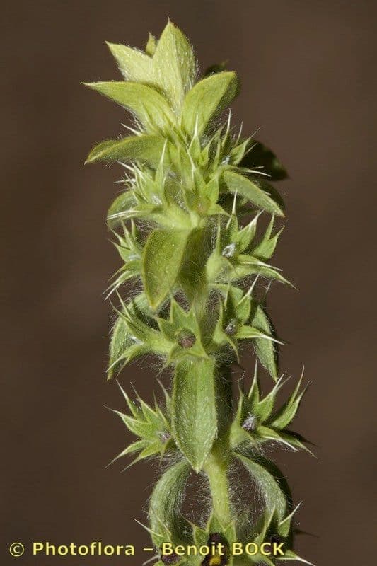 Berg-Gottesgnadenkraut 25