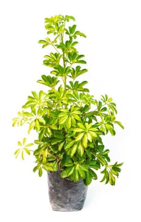 Schefflera 21