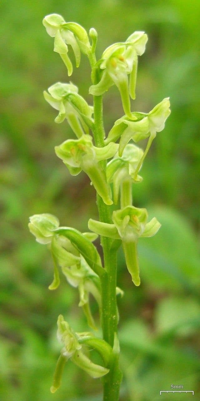 Orchidea a foglie ottuse