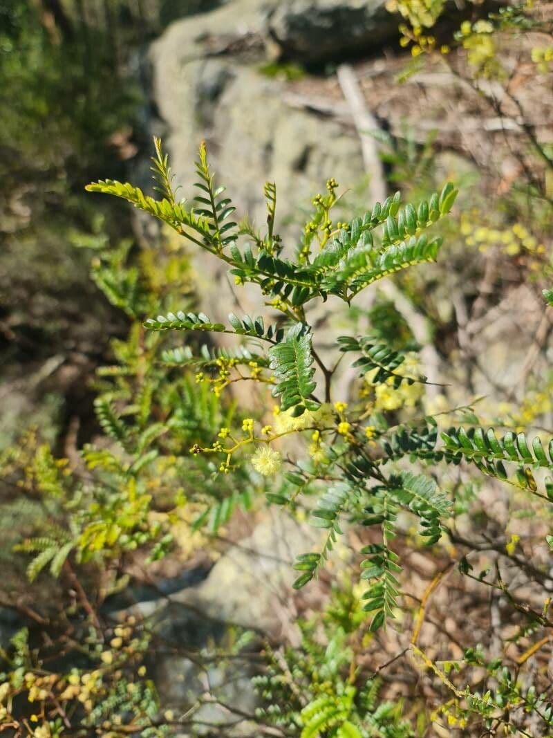 Acacia terminalis 9