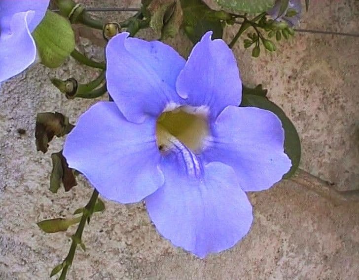 Großblütige Glockenranke 6