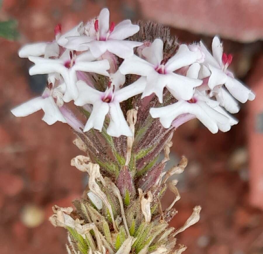 Junellia 2