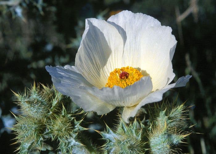 Argemone spinosa