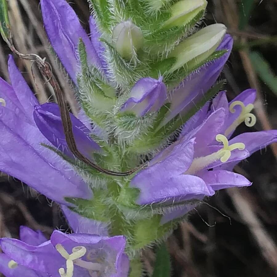 Campanula spigata 5