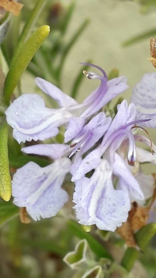 Rozmarýn lékařský 8