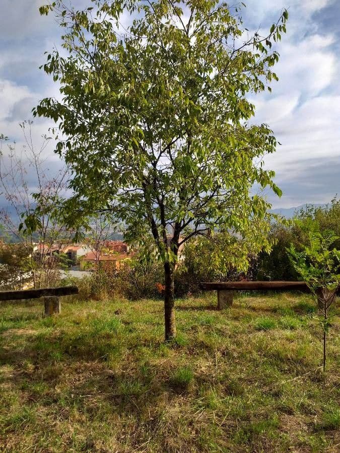 Bagolaro 15
