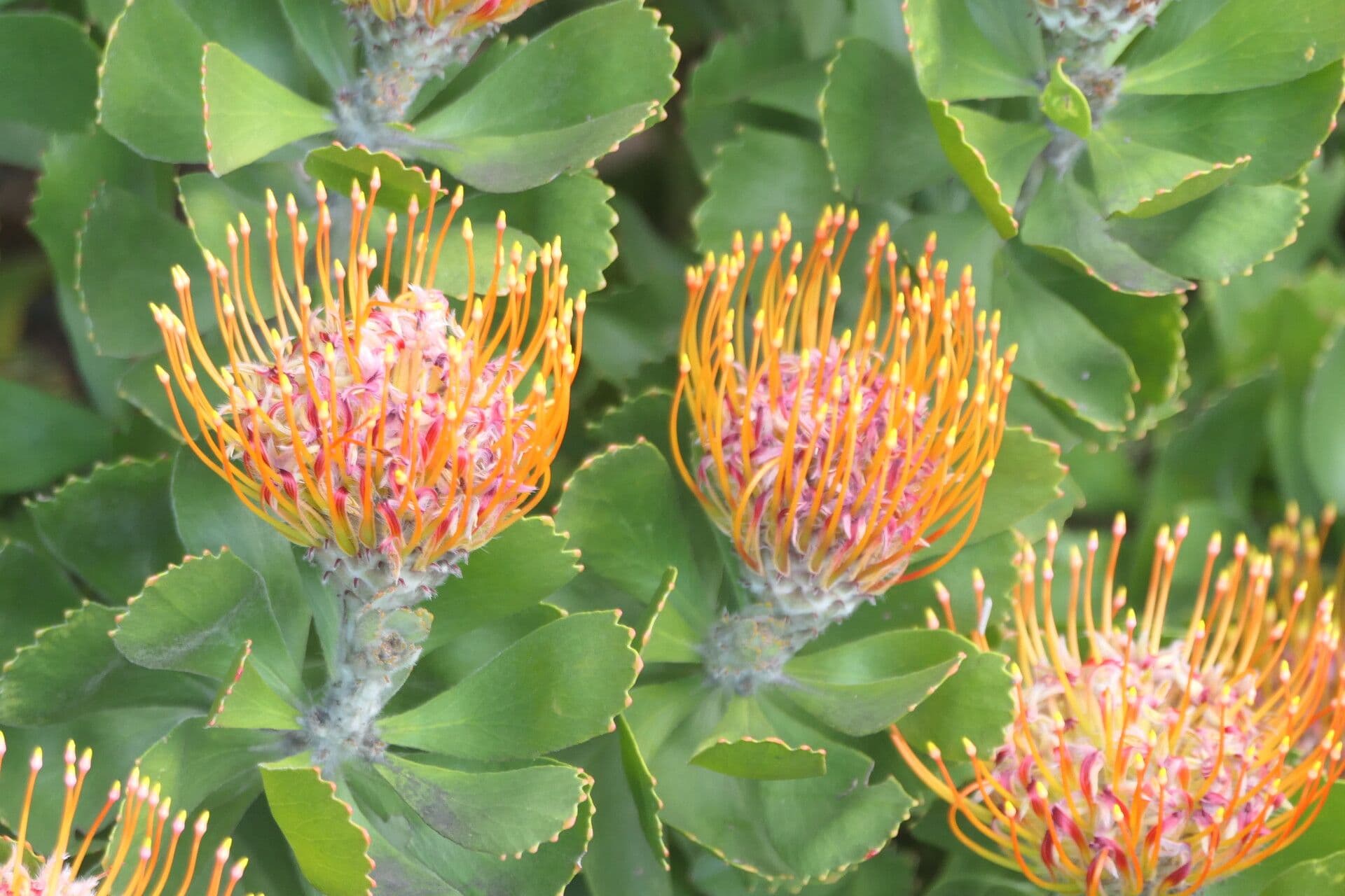 Leucospermum