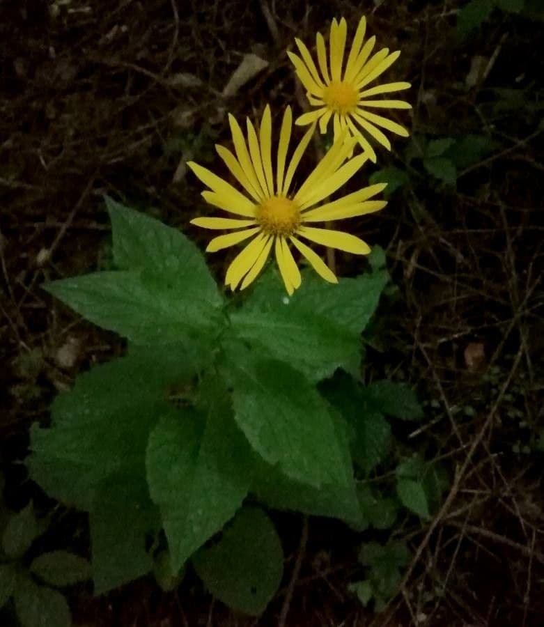 Doronicum austriacum 6