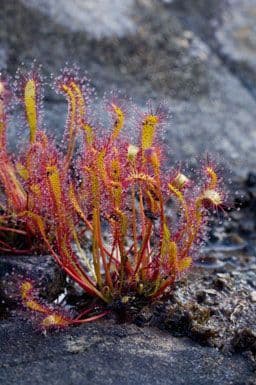 Drosera anglica 10