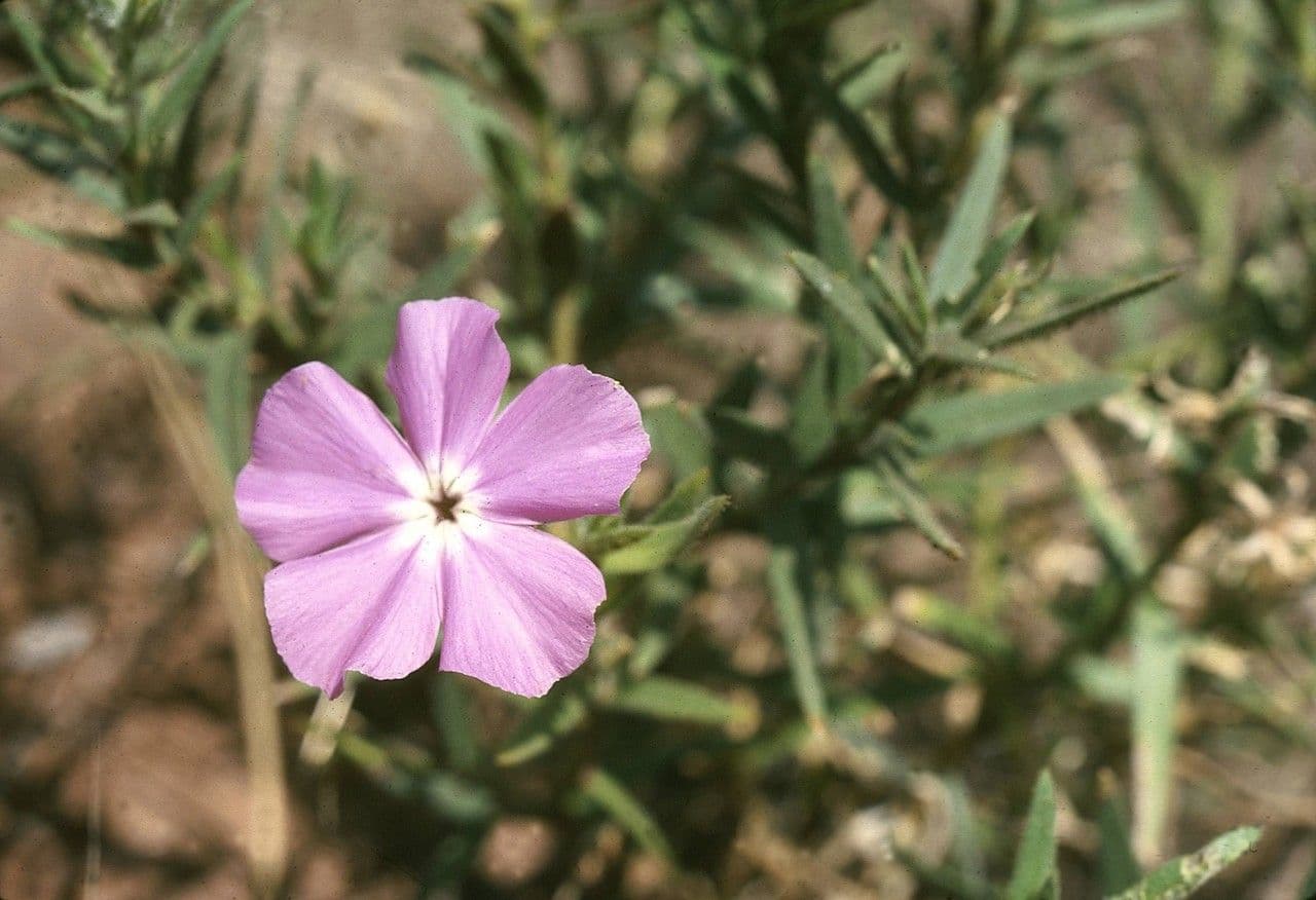 Phlox nano 3