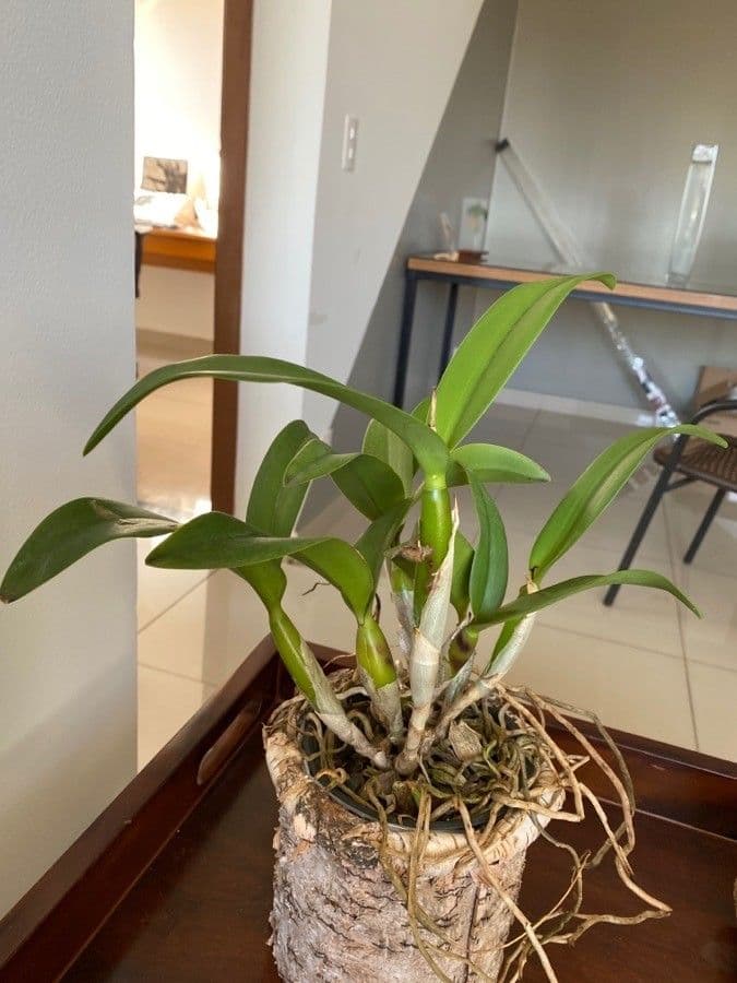 Vavřínovitý dendrobium 12