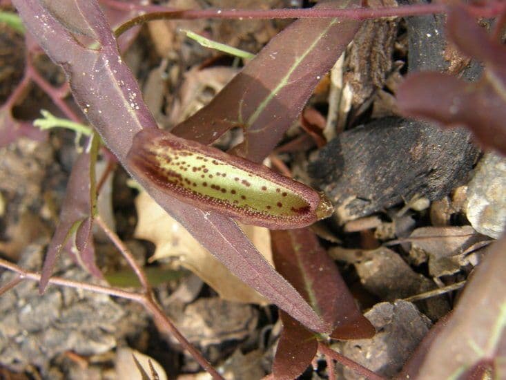 Aristolochia 2