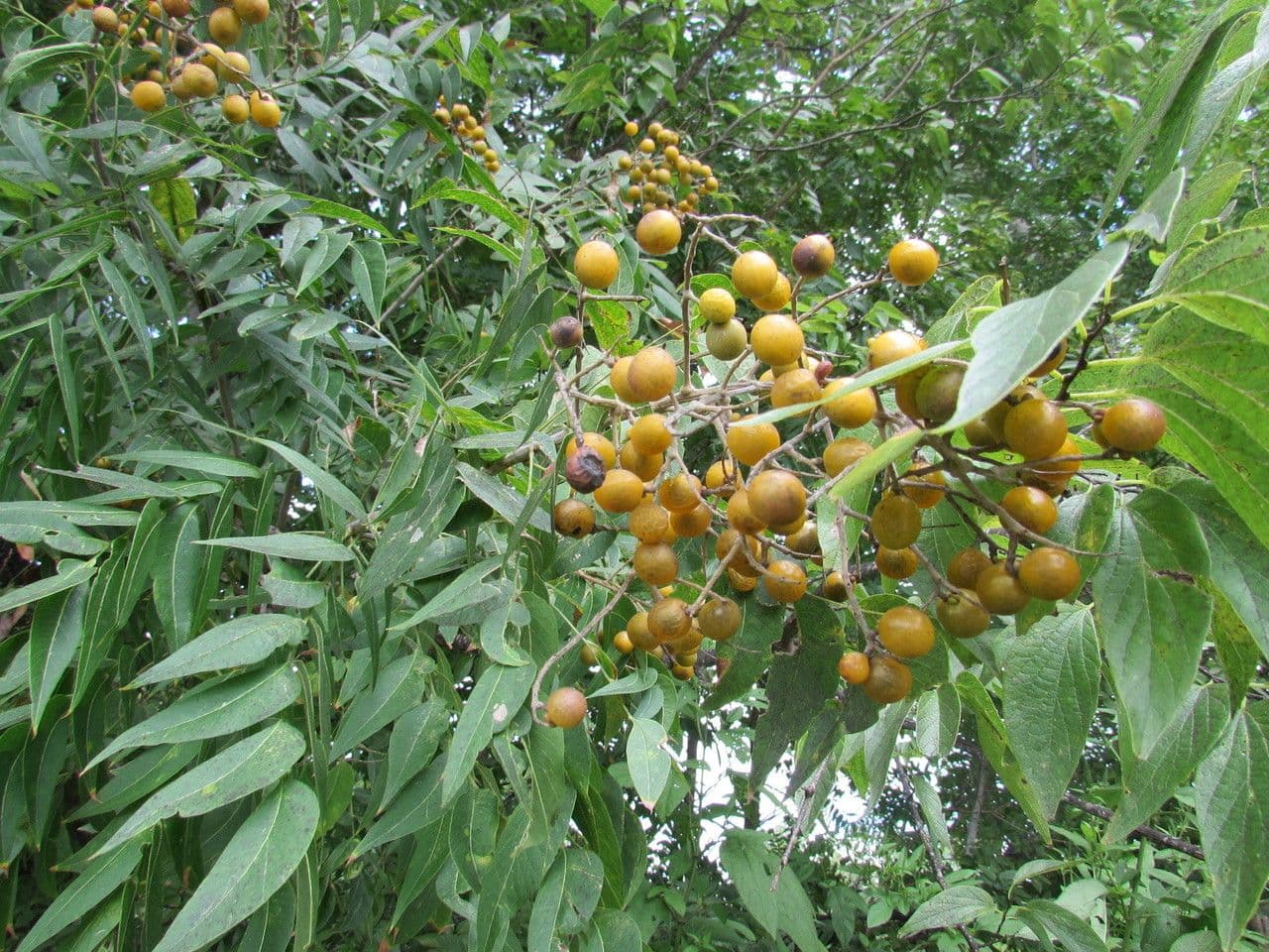 Seifenbaum 9
