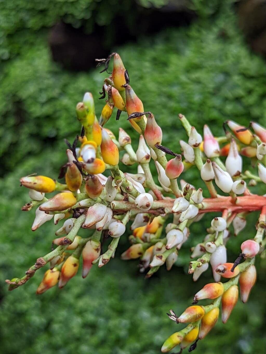 Echmea serwitena