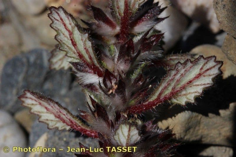 Forsskaolea 20