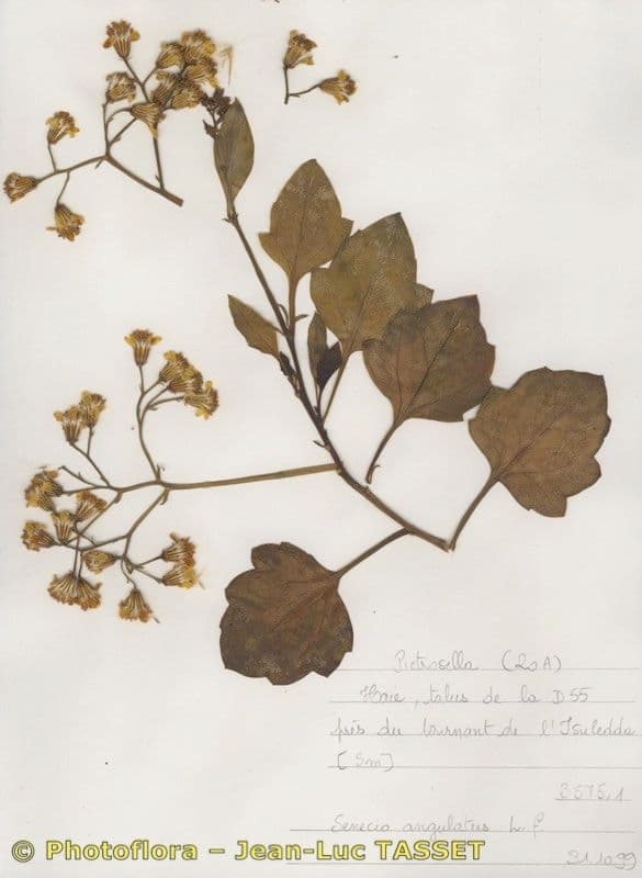 Senecio angulatus 26