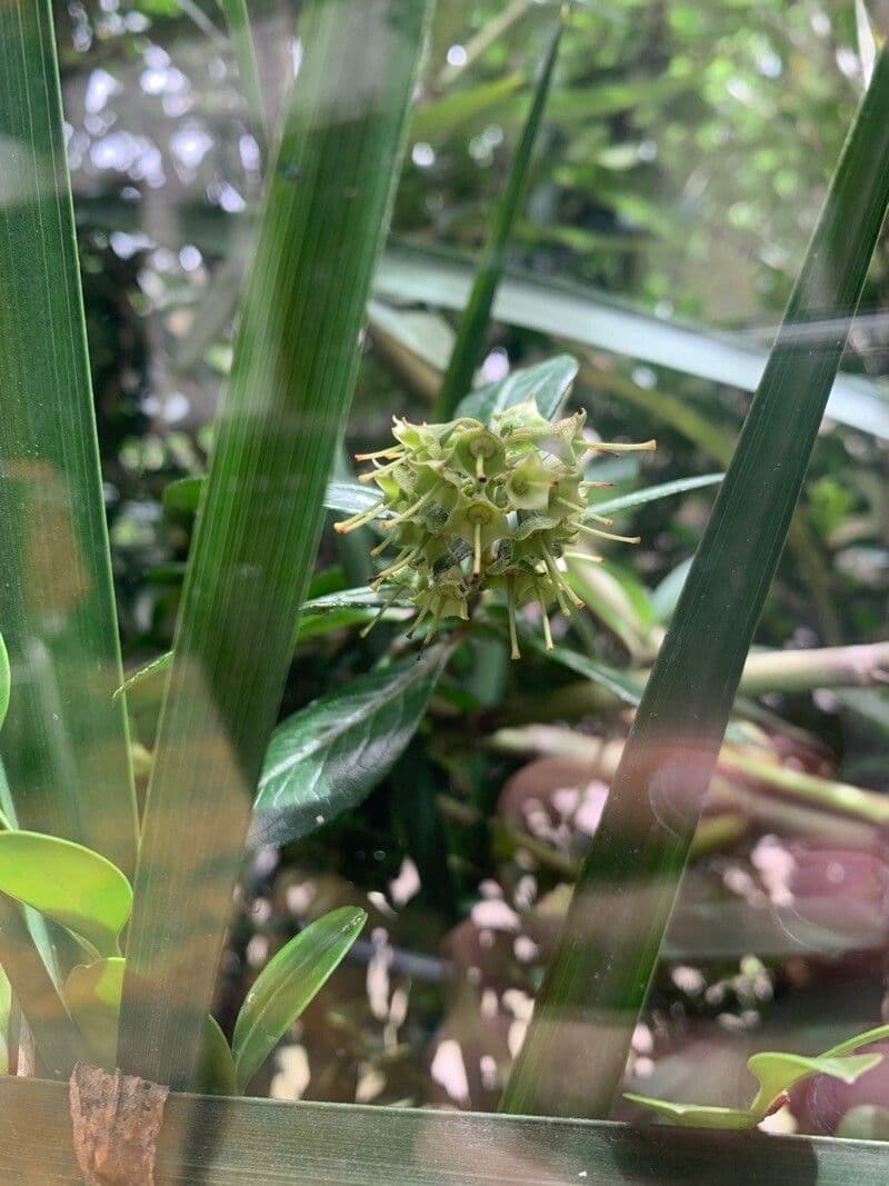 Essbare Pacourina