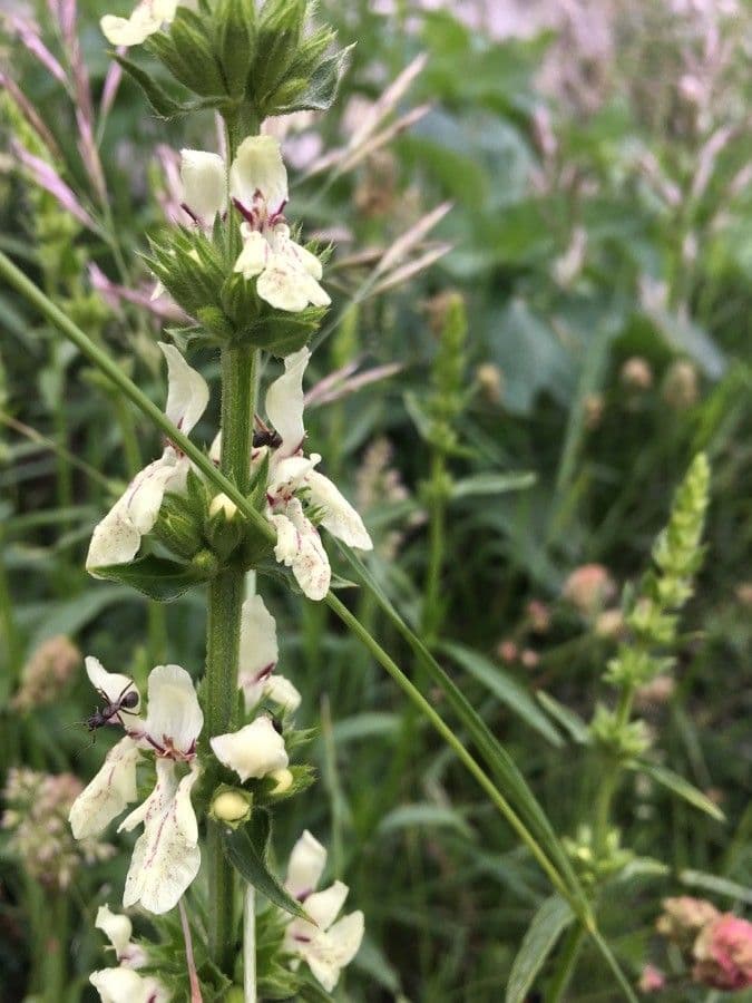 Stregona gialla 7