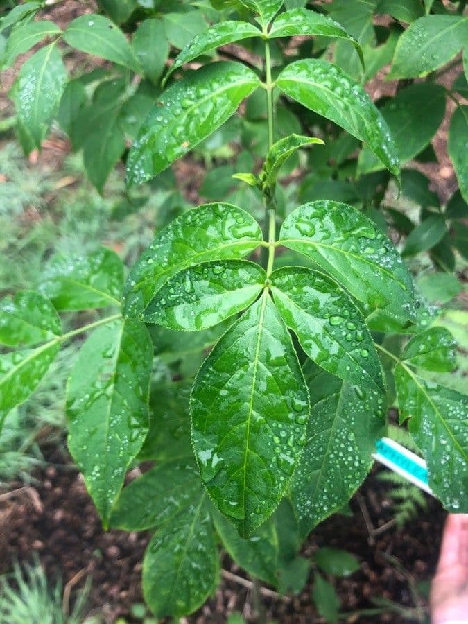 Staphylea bumalda 4