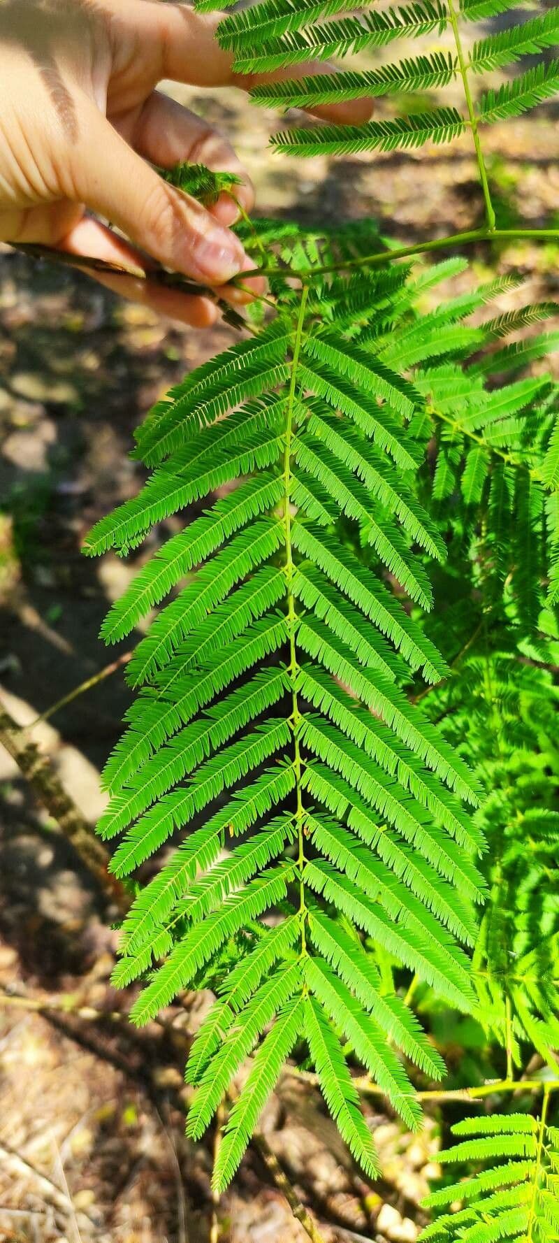 Piptadenia gonoacantha 4
