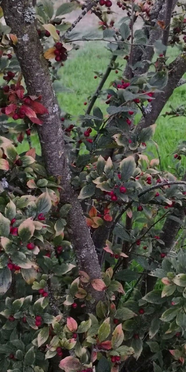 Cotoneaster 12