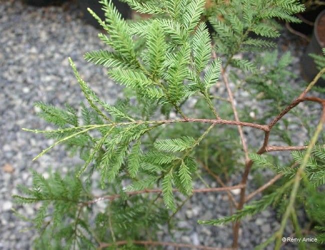 Dacrycarpus 8