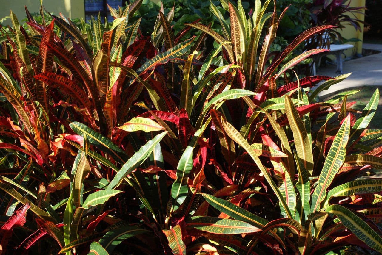 Croton variegato 11