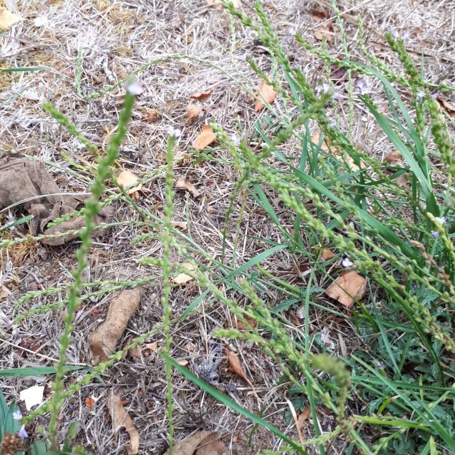 Verbena comune