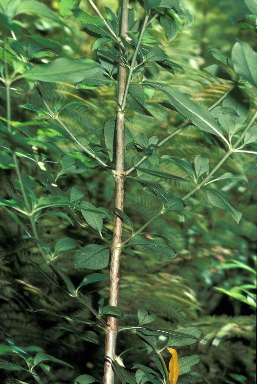 Coprosma robusta 7