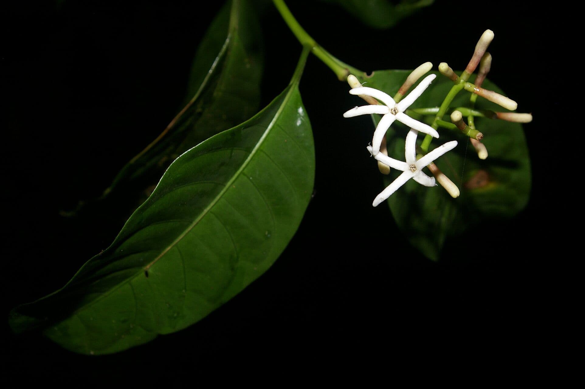 Palicourea 6