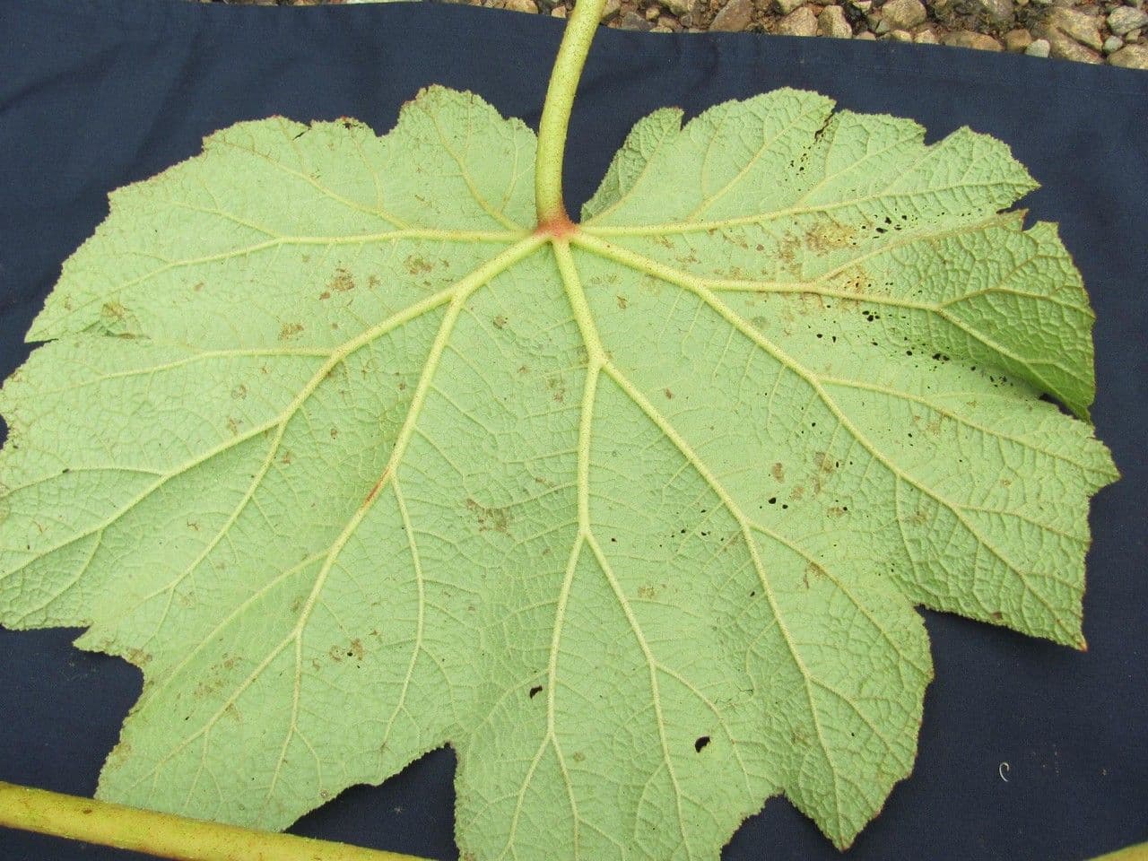 Begonia parviflora 12