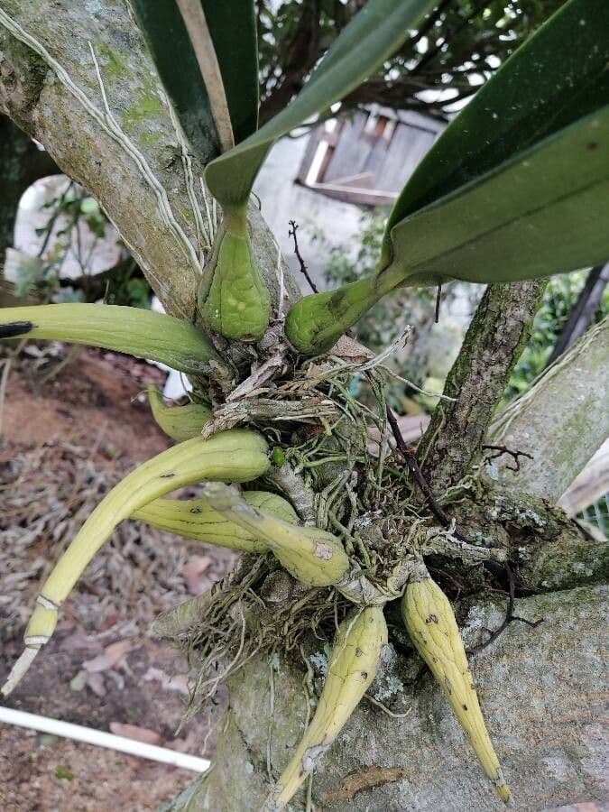 Dendrobium 7