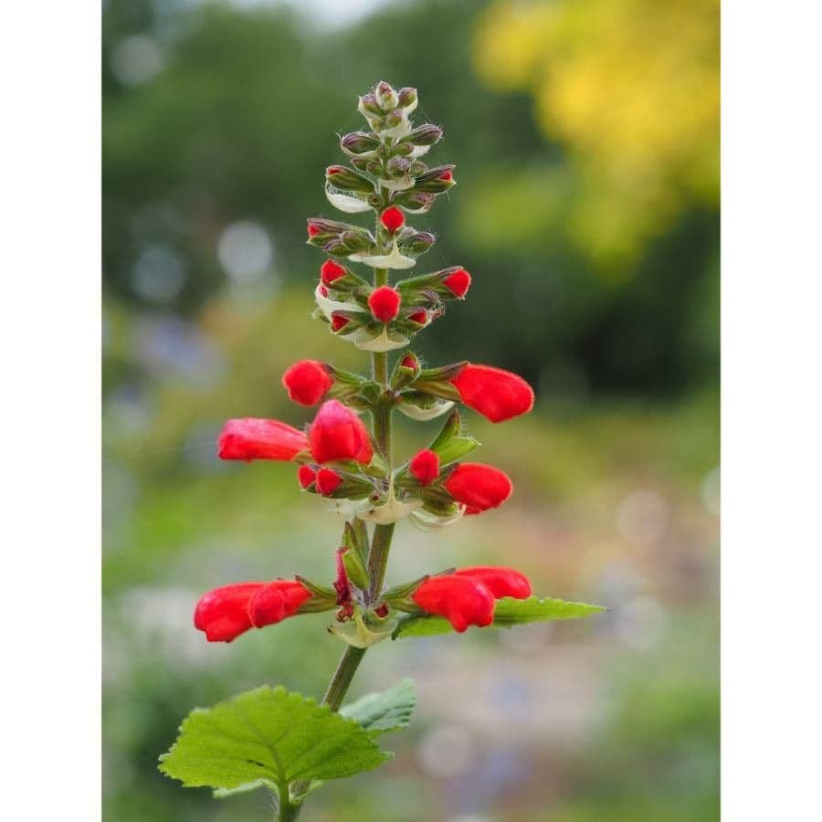 Salvia scarlatta 3