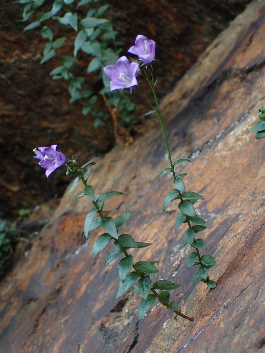Campanula 10