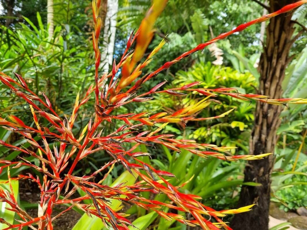 Aechmea 12
