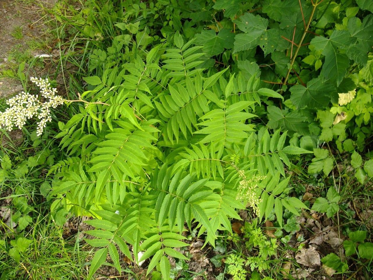 Sorbaria 11