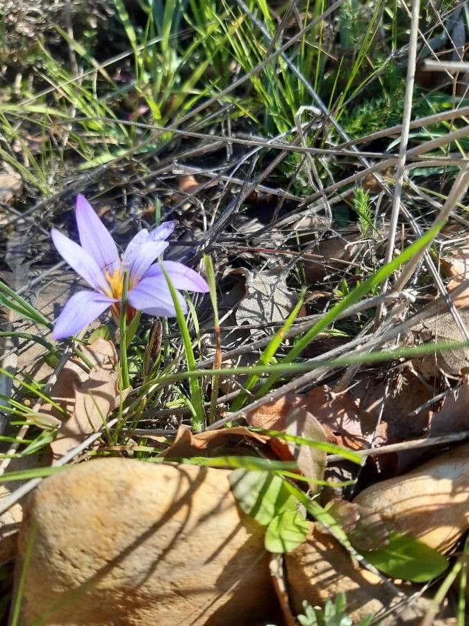 Romulea 3