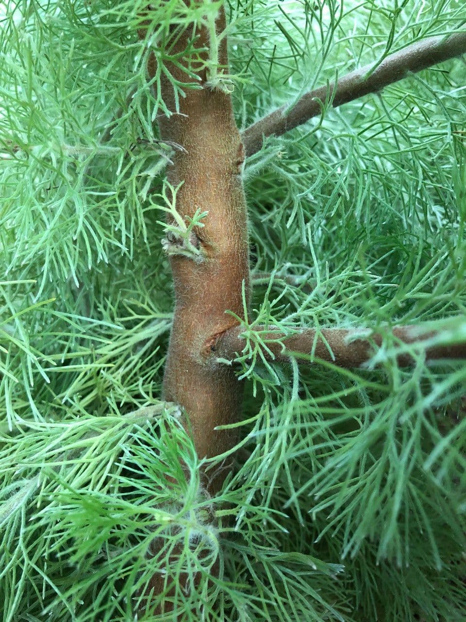Adenanthos 19