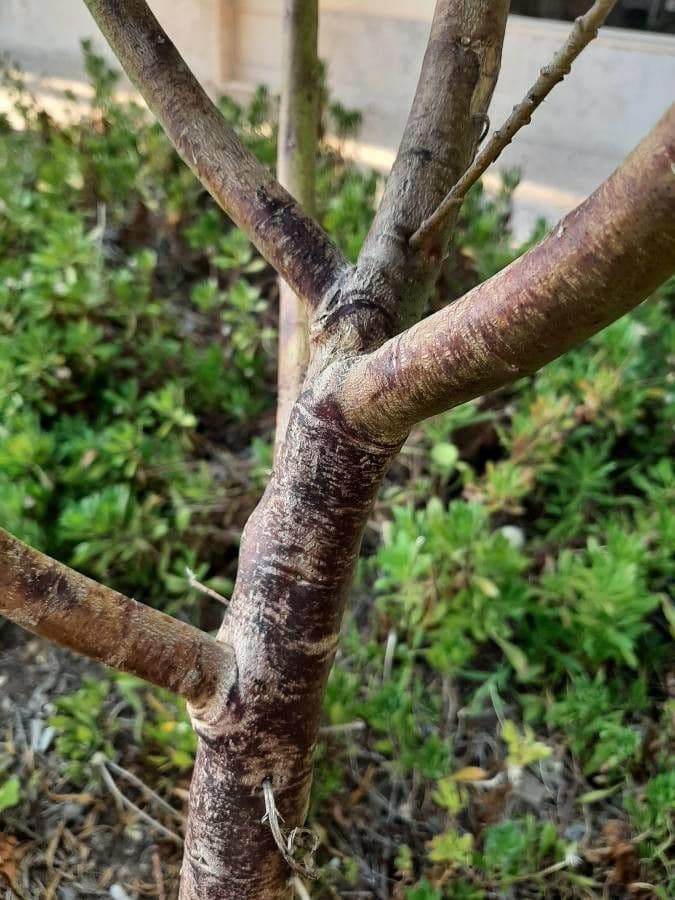 Gomphocarpus physocarpus 21
