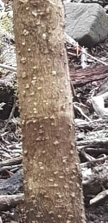Picconia excelsa 12