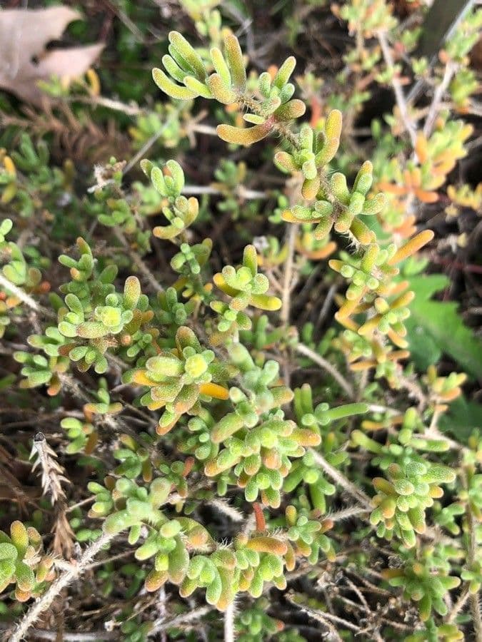 Lampranthus