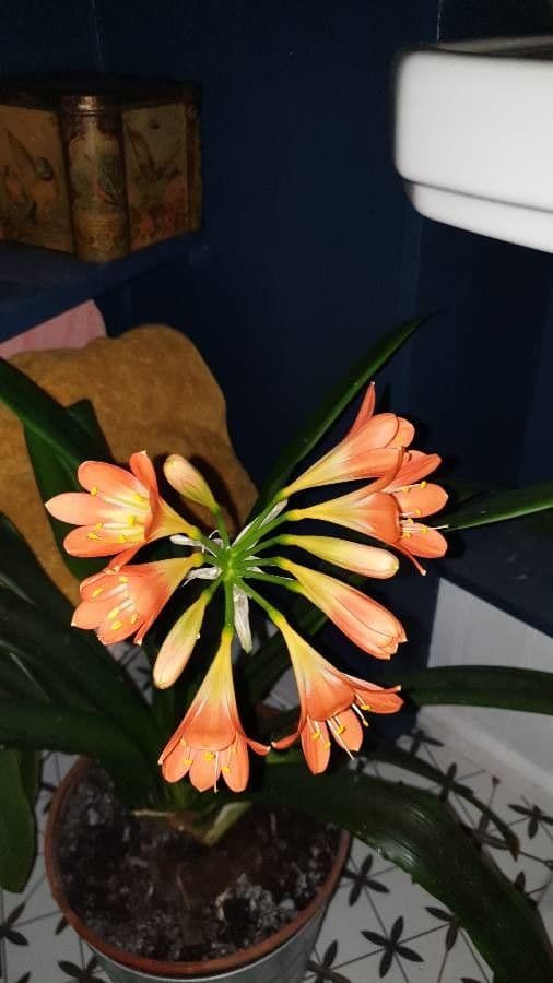 Clivia 27