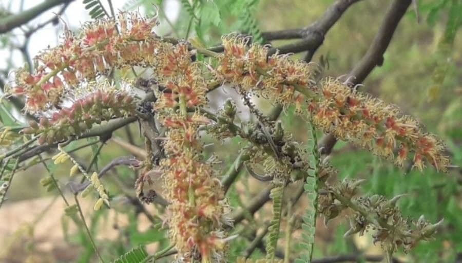 Prosopis 5