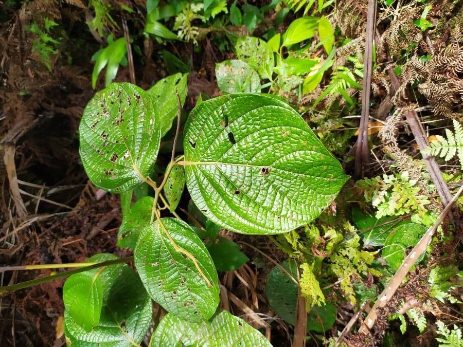 Cryptocarya 11