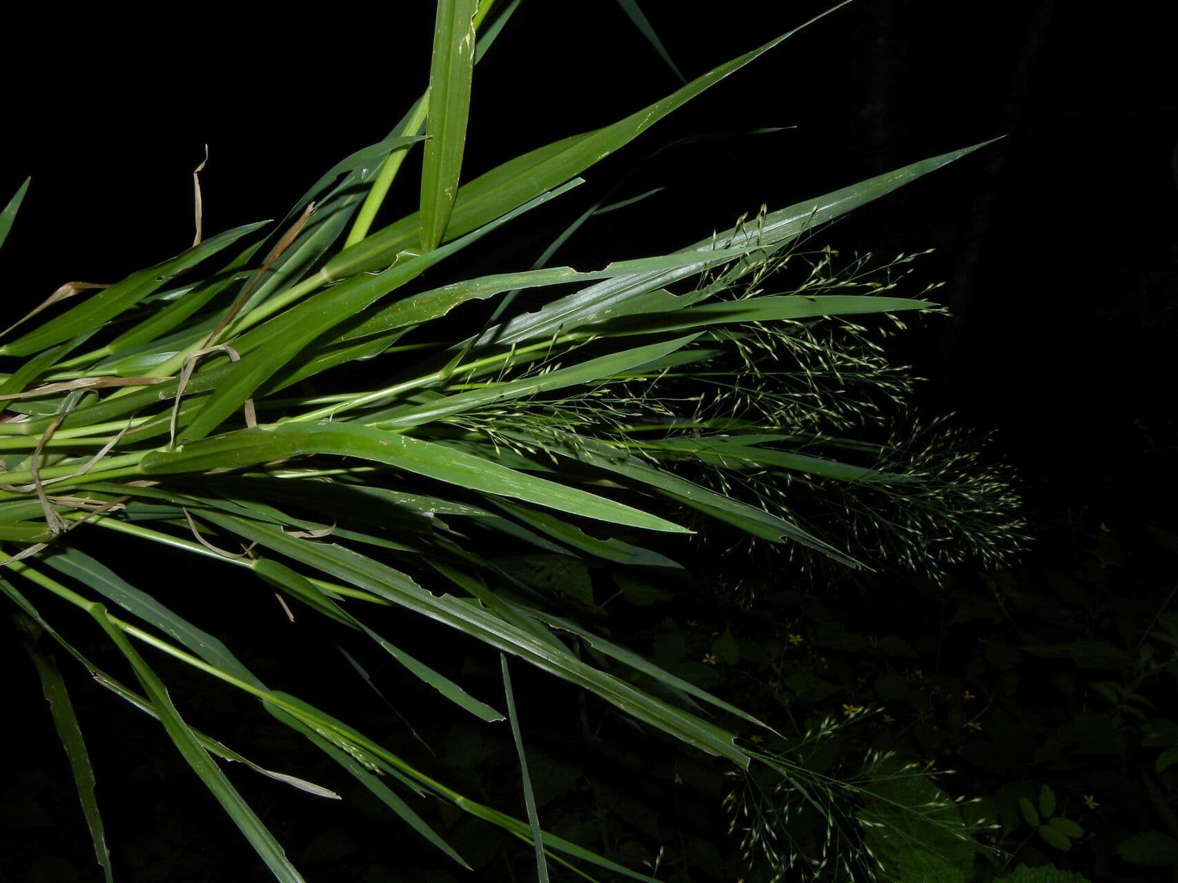 Panicum 10