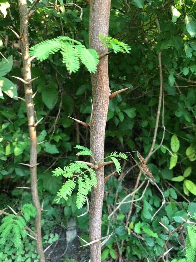 Acacia cornuta 14