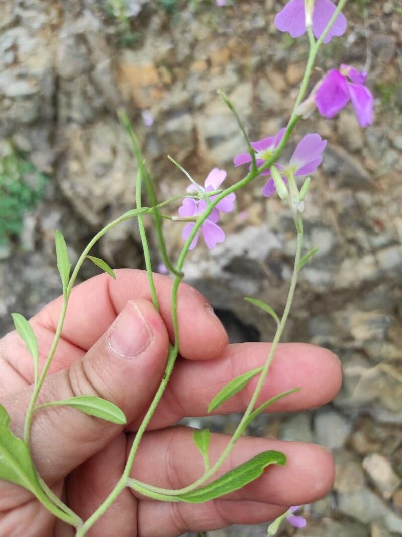 Malcolmia Marittima 21