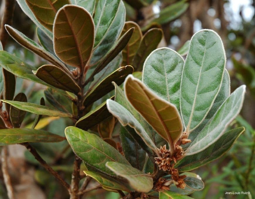 Planchonella 4