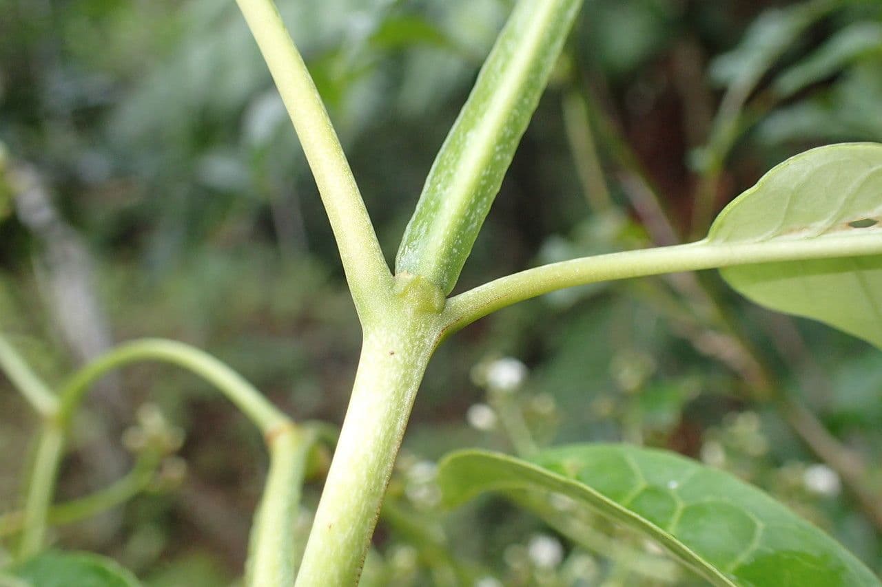 Psychotria 15